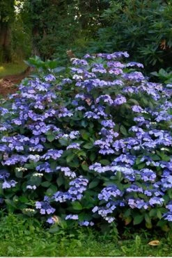 Blue Wave Lacecap Hydrangea - 3 Gallon Pot 13 Blue Wave Lacecap Hydrangea - 3 Gallon Pot -Garden Outdoor Plant Store Hydrangea Blue Wave 3