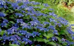 Bluebird Hydrangea - 3 Gallon Pot 9 Bluebird Hydrangea - 3 Gallon Pot -Garden Outdoor Plant Store Hydrangea Bluebird 3
