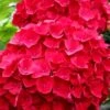 Cardinal Red Hydrangea - 3 Gallon Pot -Garden Outdoor Plant Store Hydrangea Cardinal Red BS 1