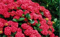 Cardinal Red Hydrangea - 6 Pack Of 1 Gallon Pots 11 Cardinal Red Hydrangea - 6 Pack Of 1 Gallon Pots -Garden Outdoor Plant Store Hydrangea Cardinal Shrub In Bloom