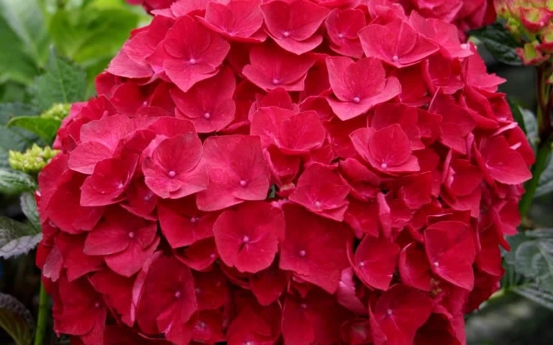 Cardinal Red Hydrangea - 6 Pack Of 1 Gallon Pots 6 Cardinal Red Hydrangea - 6 Pack Of 1 Gallon Pots - Image 4