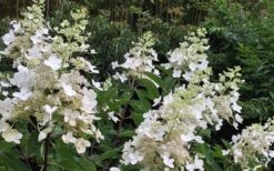 Kyushu Hydrangea - 3 Gallon Pot -Garden Outdoor Plant Store Hydrangea Chantilly Lace 1