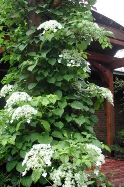 Climbing Hydrangea 'Petiolaris' - 5 Gallon Pot 18 Climbing Hydrangea 'Petiolaris' - 5 Gallon Pot -Garden Outdoor Plant Store Hydrangea Climbing Petiolaris 10