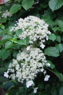 Climbing Hydrangea 'Petiolaris' - 5 Gallon Pot 14 Climbing Hydrangea 'Petiolaris' - 5 Gallon Pot -Garden Outdoor Plant Store Hydrangea Climbing Petiolaris 11