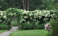 Climbing Hydrangea 'Petiolaris' - 5 Gallon Pot 19 Climbing Hydrangea 'Petiolaris' - 5 Gallon Pot -Garden Outdoor Plant Store Hydrangea Climbing Petiolaris 16