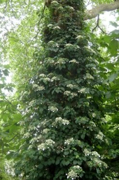 Climbing Hydrangea 'Petiolaris' - 5 Gallon Pot 16 Climbing Hydrangea 'Petiolaris' - 5 Gallon Pot -Garden Outdoor Plant Store Hydrangea Climbing Petiolaris 8