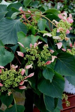 Rose Sensation Pink Climbing Hydrangea Vine - 3 Gallon Pot -Garden Outdoor Plant Store Hydrangea Climbing Rose Sensation 2 1
