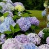 Dear Dolores Hydrangea - 1 Gallon Pot -Garden Outdoor Plant Store Hydrangea Dear Delores 500x750 2
