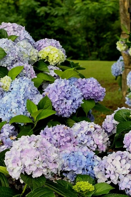 Dear Dolores Hydrangea - 1 Gallon Pot 3 Dear Dolores Hydrangea - 1 Gallon Pot