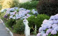 Dear Dolores Hydrangea - 1 Gallon Pot 15 Dear Dolores Hydrangea - 1 Gallon Pot -Garden Outdoor Plant Store Hydrangea Dear Dolores Garden Planting 1
