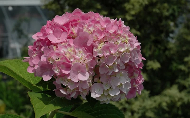 Dear Dolores Hydrangea - 3 Gallon Pot 8 Dear Dolores Hydrangea - 3 Gallon Pot - Image 6