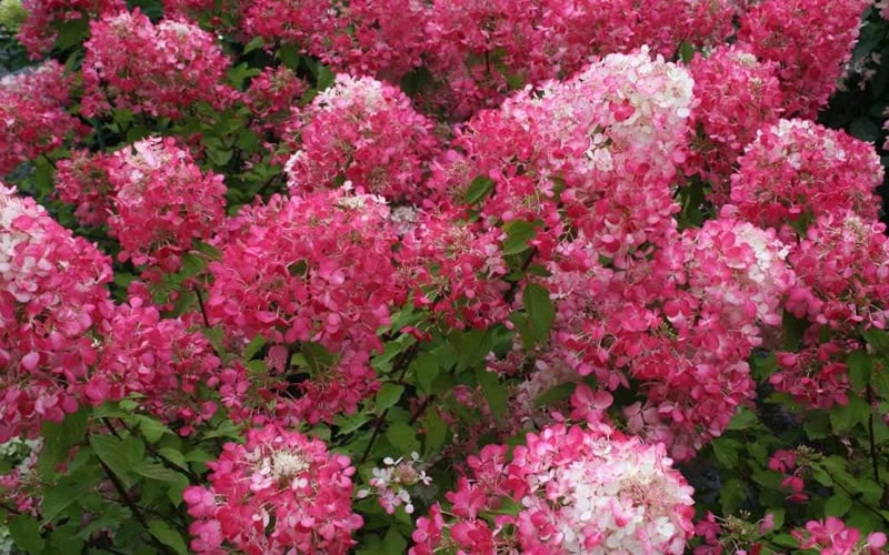Diamond Rouge Hydrangea - 3 Gallon Pot 9 Diamond Rouge Hydrangea - 3 Gallon Pot - Image 7