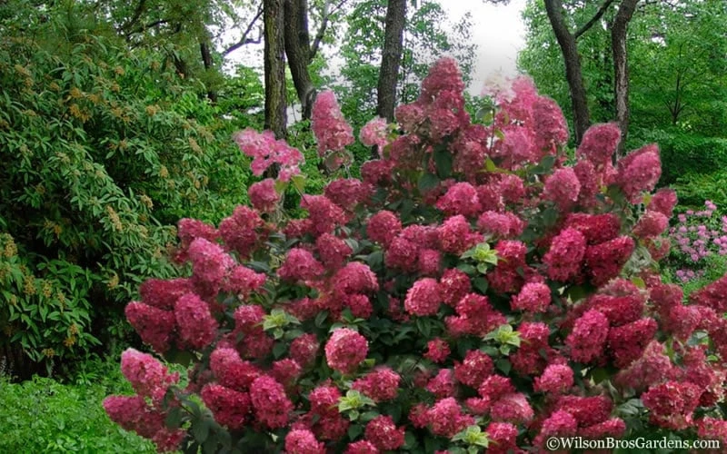 Diamond Rouge Hydrangea - 3 Gallon Pot 7 Diamond Rouge Hydrangea - 3 Gallon Pot - Image 5