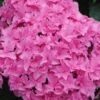 Double Delights Perfection Hydrangea - 2 Gallon Pot -Garden Outdoor Plant Store Hydrangea Double DEelights Perfection 2