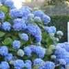 Endless Summer Hydrangea Original - 3 Gallon Pot 1 Endless Summer Hydrangea Original - 3 Gallon Pot -Garden Outdoor Plant Store Hydrangea Endless Summer 500x750 1