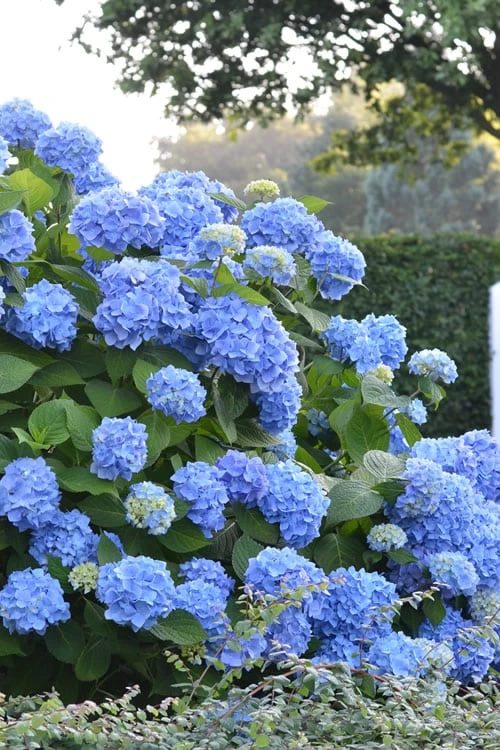 Endless Summer Hydrangea Original - 2 Gallon Pot 3 Endless Summer Hydrangea Original - 2 Gallon Pot