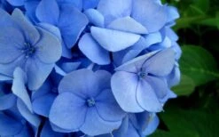 Endless Summer Hydrangea Original - 1 Gallon Pot -Garden Outdoor Plant Store Hydrangea Endless Summer Closeup 2 1