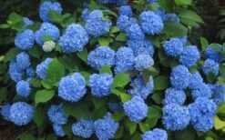 Endless Summer Hydrangea Original - 3 Gallon Pot -Garden Outdoor Plant Store Hydrangea Endless Summer Closeup 3