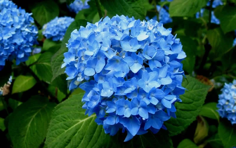 Endless Summer Hydrangea Original - 2 Gallon Pot 9 Endless Summer Hydrangea Original - 2 Gallon Pot - Image 7