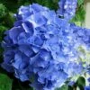 Glory Blue Hydrangea - 1 Gallon Pot -Garden Outdoor Plant Store Hydrangea Glory Blue 10