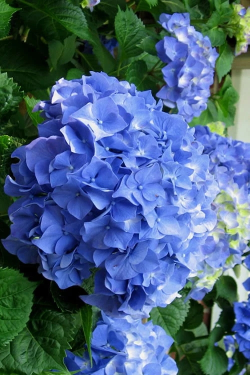 Glory Blue Hydrangea - 1 Gallon Pot 3 Glory Blue Hydrangea - 1 Gallon Pot