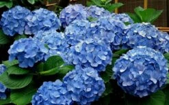 Glory Blue Hydrangea - 1 Gallon Pot 9 Glory Blue Hydrangea - 1 Gallon Pot -Garden Outdoor Plant Store Hydrangea Glory Blue 11