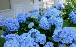 Nikko Blue Hydrangea - 3 Gallon Pot -Garden Outdoor Plant Store Hydrangea Glory Blue Shrub 2 1