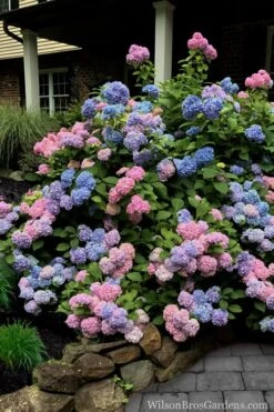 L.A. Dreamin Hydrangea - 3 Gallon Pot -Garden Outdoor Plant Store Hydrangea LA Dreamin 5