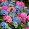 L.A. Dreamin Hydrangea - 3 Gallon Pot -Garden Outdoor Plant Store Hydrangea LA Dreamin 500x750 1