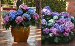 L.A. Dreamin Hydrangea - 3 Gallon Pot -Garden Outdoor Plant Store Hydrangea LA Dreamin Blooms 2