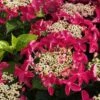 Lady In Red Hydrangea - 3 Gallon Pot -Garden Outdoor Plant Store Hydrangea Lady in Red 500x750 1