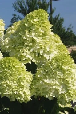 Limelight PeeGee Hydrangea - 3 Gallon Pot 17 Limelight PeeGee Hydrangea - 3 Gallon Pot -Garden Outdoor Plant Store Hydrangea Limelight 101 1