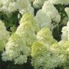 Limelight PeeGee Hydrangea - 3 Gallon Pot -Garden Outdoor Plant Store Hydrangea Limelight 107 1
