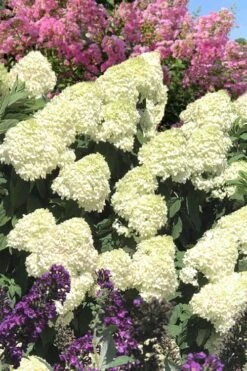 Limelight PeeGee Hydrangea - 3 Gallon Pot 19 Limelight PeeGee Hydrangea - 3 Gallon Pot -Garden Outdoor Plant Store Hydrangea Limelight 110 1