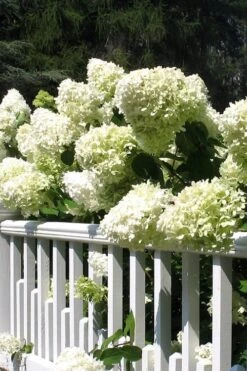 Limelight PeeGee Hydrangea - 3 Gallon Pot 16 Limelight PeeGee Hydrangea - 3 Gallon Pot -Garden Outdoor Plant Store Hydrangea Limelight 21 1