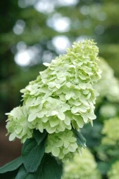 Limelight Prime Hydrangea - 3 Gallon Pot -Garden Outdoor Plant Store Hydrangea Limelight Prime 1