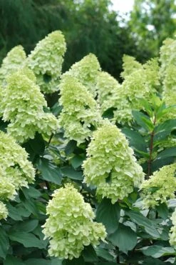 Limelight Prime Hydrangea - 3 Gallon Pot -Garden Outdoor Plant Store Hydrangea Limelight Prime 4