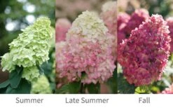 Limelight Prime Hydrangea - 3 Gallon Pot -Garden Outdoor Plant Store Hydrangea Limelight Prime 6