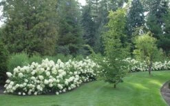 Limelight PeeGee Hydrangea - 3 Gallon Pot 15 Limelight PeeGee Hydrangea - 3 Gallon Pot -Garden Outdoor Plant Store Hydrangea Limelight hedge natural 1