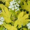 Little Honey Oakleaf Hydrangea - 1 Gallon Pot 1 Little Honey Oakleaf Hydrangea - 1 Gallon Pot -Garden Outdoor Plant Store Hydrangea Little Honey 1