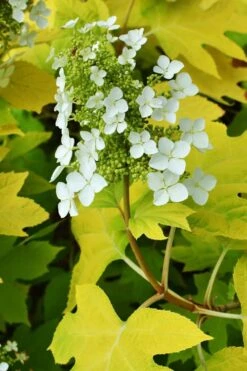 Little Honey Oakleaf Hydrangea - 1 Gallon Pot 11 Little Honey Oakleaf Hydrangea - 1 Gallon Pot -Garden Outdoor Plant Store Hydrangea Little Honey 3