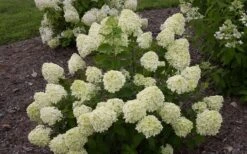 Little Lime Hydrangea - 6 Pack Of 1 Gallon Pots 15 Little Lime Hydrangea - 6 Pack Of 1 Gallon Pots -Garden Outdoor Plant Store Hydrangea Little Lime 1