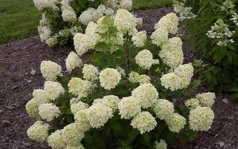Little Lime Hydrangea - 6 Pack Of 1 Gallon Pots 9 Little Lime Hydrangea - 6 Pack Of 1 Gallon Pots - Image 7