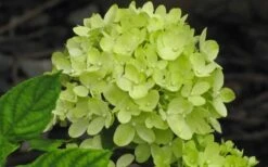 Little Lime Hydrangea - 2 Gallon Pot -Garden Outdoor Plant Store Hydrangea Little Lime 2