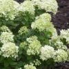 Little Lime Hydrangea - 6 Pack Of 1 Gallon Pots 1 Little Lime Hydrangea - 6 Pack Of 1 Gallon Pots -Garden Outdoor Plant Store Hydrangea Little Lime 500x750 1