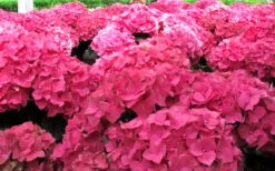 Merritts Supreme Hydrangea - 3 Gallon Pot 11 Merritts Supreme Hydrangea - 3 Gallon Pot -Garden Outdoor Plant Store Hydrangea Merrits Supreme Pink 12
