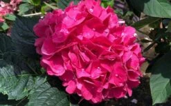 Merritts Supreme Hydrangea - 1 Gallon Pot 12 Merritts Supreme Hydrangea - 1 Gallon Pot -Garden Outdoor Plant Store Hydrangea Merrits Supreme Pink 13 1