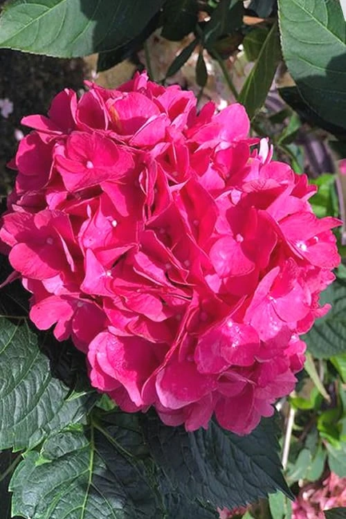 Merritts Supreme Hydrangea - 3 Gallon Pot 3 Merritts Supreme Hydrangea - 3 Gallon Pot