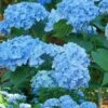 Mini Penny Hydrangea - 1 Gallon Pot 2 Mini Penny Hydrangea - 1 Gallon Pot -Garden Outdoor Plant Store Hydrangea Mini Penny 1