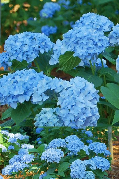 Mini Penny Hydrangea - 1 Gallon Pot 3 Mini Penny Hydrangea - 1 Gallon Pot